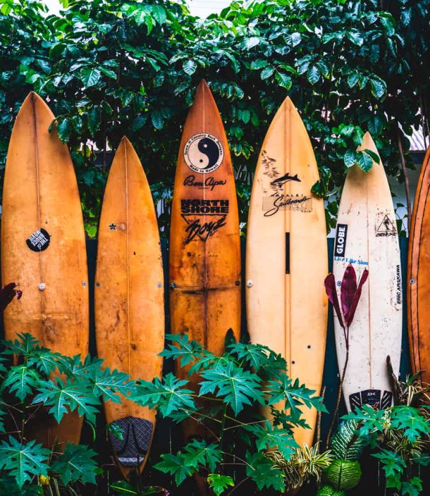 Tablas de surf colocadas entre plantas